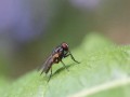 لايف ستايلأعراض وعلاج فوبيا النمل