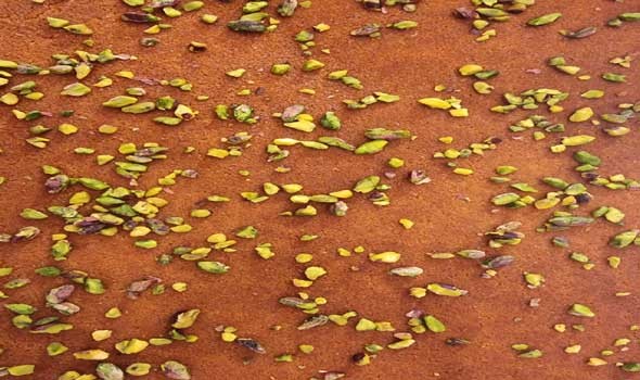 لايف ستايلالبسبوسة باللوز وجوز الهند