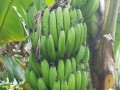 لايف ستايلتناول الموز قبل النضج الكامل يَقِي من سرطان القولون